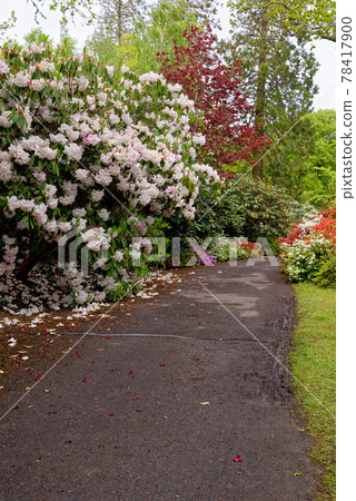 Spring in the grounds of Exbury gardens Spring in the grounds of Exbury gardens 78417900
