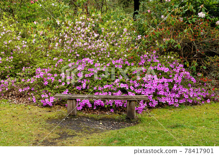 Spring in the grounds of Exbury gardens 78417901