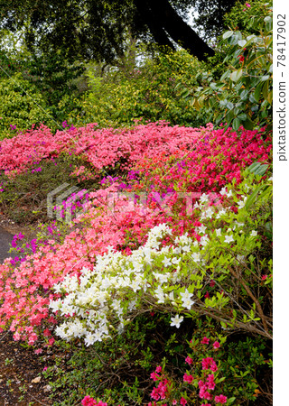 Chelsea Reach Rhododendron - flowers and leaves in spring Chelsea Reach Rhododendron - flowers and leaves in spring 78417902