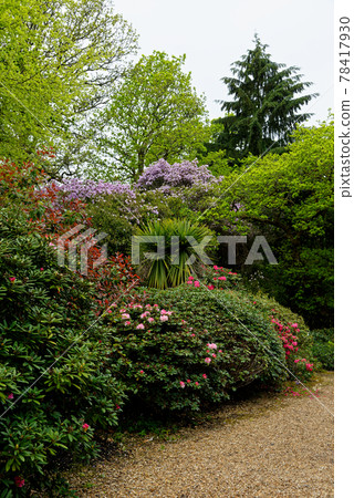 Spring in the grounds of Exbury gardens 78417930