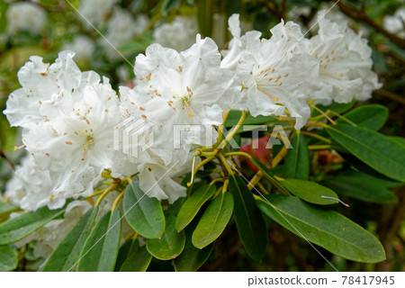 Chelsea Reach Rhododendron - flowers and leaves in spring Chelsea Reach Rhododendron - flowers and leaves in spring 78417945