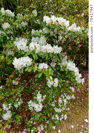 Chelsea Reach Rhododendron - flowers and leaves in spring Chelsea Reach Rhododendron - flowers and leaves in spring 78417947