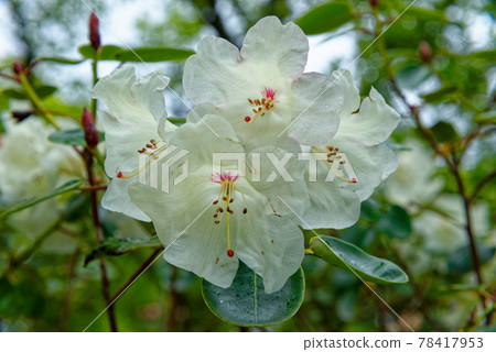 Chelsea Reach Rhododendron - flowers and leaves in spring Chelsea Reach Rhododendron - flowers and leaves in spring 78417953