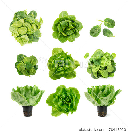 Raw fresh boston lettuce salad or butterhead isolated on white Raw fresh boston lettuce salad or butterhead isolated on white 78418020