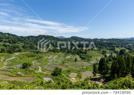 星通的稻田 78418090