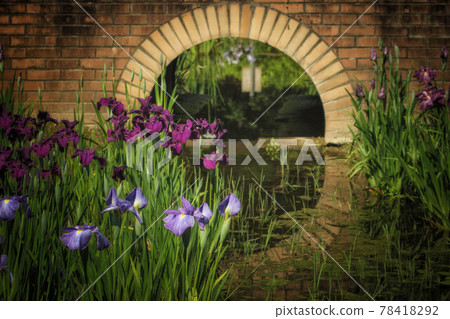 A cluster of irises blooming on the water's edge A cluster of irises blooming on the water's edge 78418292