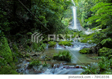 Fresh green Kokuzo Falls, Aridagawa-cho, Arida-gun, Wakayama Prefecture 78418336