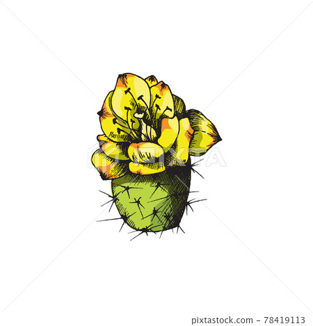 Blooming cactus plant with flower engraving colored vector illustration isolated. Blooming cactus plant with flower engraving colored vector illustration isolated. 78419113