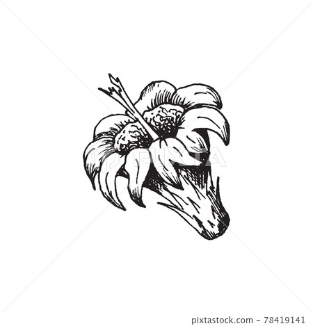 Hand drawn exotic flower of cactus, engraving vector illustration isolated. Hand drawn exotic flower of cactus, engraving vector illustration isolated. 78419141