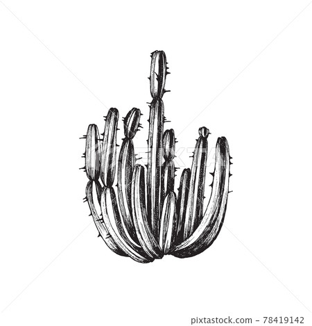 Mexican cactus plant with long stems, engraving vector illustration isolated. Mexican cactus plant with long stems, engraving vector illustration isolated. 78419142
