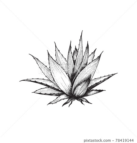 Hand drawn aloe vera plant, engraved monochrome vector illustration isolated. Hand drawn aloe vera plant, engraved monochrome vector illustration isolated. 78419144