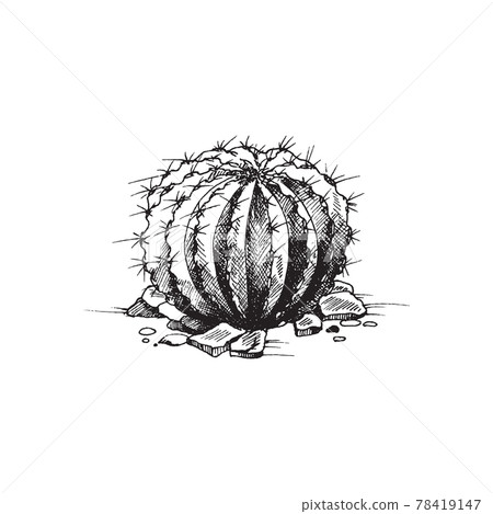 Hand drawn cactus in shape of sphere, engraving vector illustration isolated. 78419147