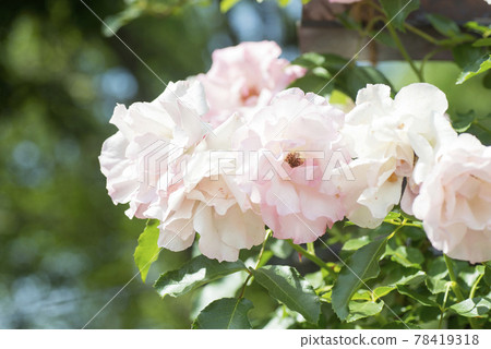 Rose Rosendorf Spary Hop (June) 78419318