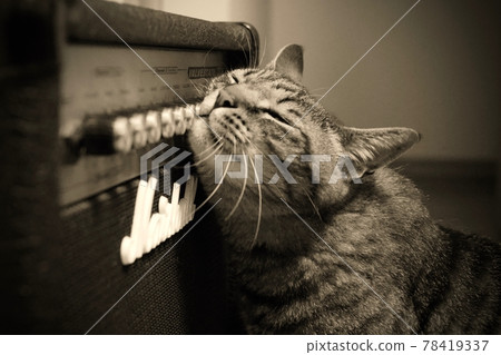 A cute cat longing for a guitar 78419337