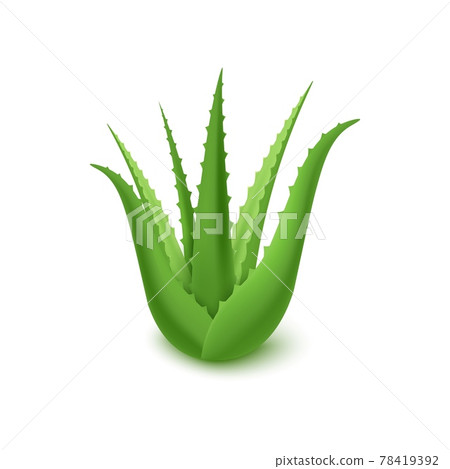 Rosette of Aloe vera green massy leaves realistic vector illustration isolated. Rosette of Aloe vera green massy leaves realistic vector illustration isolated. 78419392