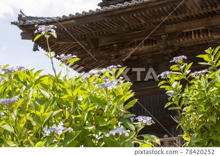hydrangea hydrangea 78420252