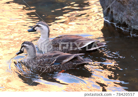 Spot-billed duck swimming on the golden water surface reflecting the setting sun 78420557