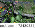 Eggplant at home garden 78420824