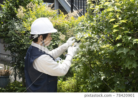 園林工人切割花園的樹 園林工人切割花園的樹 78420901