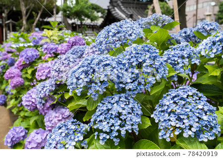 Image of Popcorn hydrangea in full bloom