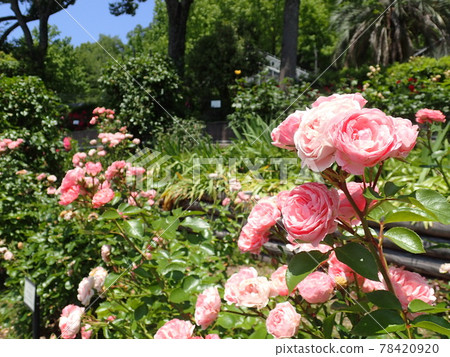 Rose of pink color 78420920