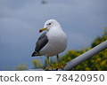 Black-tailed gull and rape blossoms 78420950