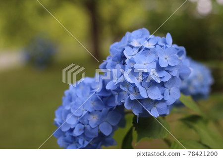 Hydrangea that blooms beautifully in the early morning of the rainy season 78421200