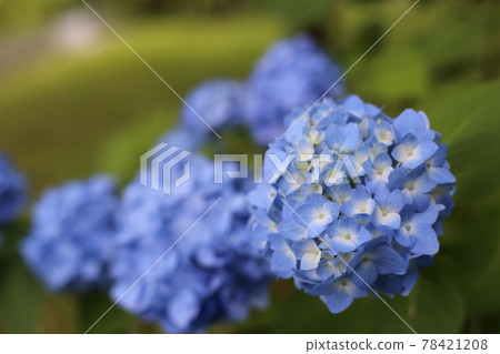 在雨季的清晨綻放美麗的繡球花 78421208
