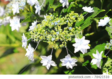 Double-flowered hydrangea Double-flowered hydrangea 78421510