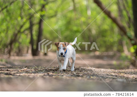 Lost dog jack russell terrier in the forest Lost dog jack russell terrier in the forest 78421614