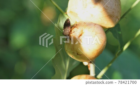 A brown marmorated stink bug that stabs a snout in a gallnut A brown marmorated stink bug that stabs a snout in a gallnut 78421700