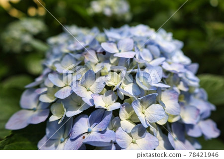 Hydrangea that blooms beautifully during the rainy season in early summer June, red purple, bluish purple 78421946