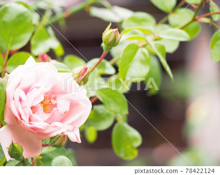 玫瑰季的大房觀音 78422124