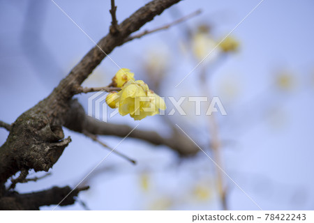 日本五香粉的黃色花朵盛開。 78422243