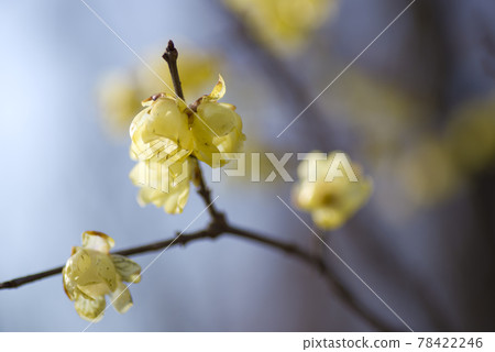 The yellow flowers of Japanese allspice are in bloom. 78422246