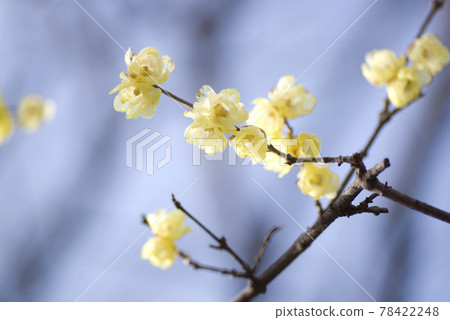 The yellow flowers of Japanese allspice are in bloom. The yellow flowers of Japanese allspice are in bloom. 78422248
