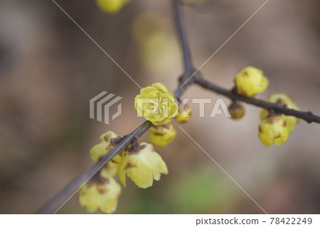The yellow flowers of Japanese allspice are in bloom. The yellow flowers of Japanese allspice are in bloom. 78422249