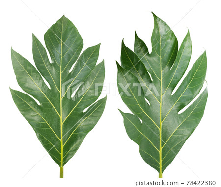 Tropical of Breadfruit leaf isolated on white background 78422380