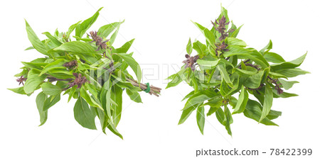 Basil (Ocimum sanctum) isolated on white background 78422399