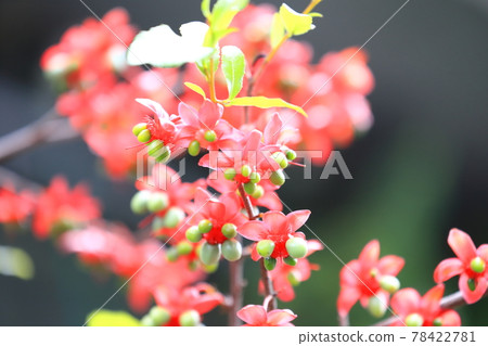 Mickey Mouse Tree Flowers and Fruits 78422781