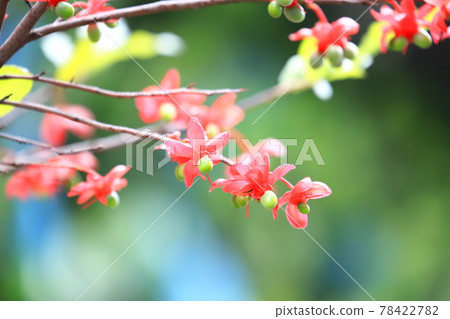 Mickey Mouse Tree Flowers and Fruits 78422782