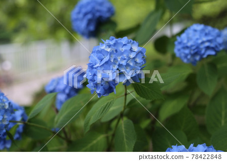 Hydrangea that blooms beautifully in the early morning of the rainy season Hydrangea that blooms beautifully in the early morning of the rainy season 78422848