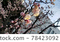 plum	 78423092