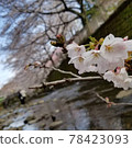 Cherry blossoms on the riverside 78423093