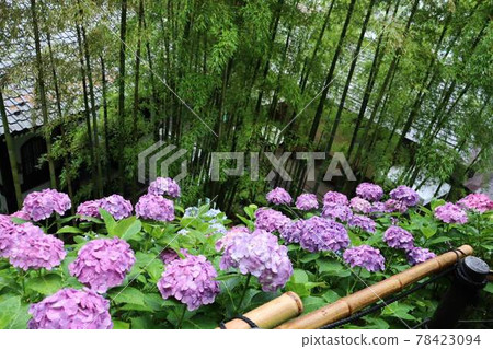 Hydrangea and bamboo 78423094