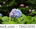 hydrangea   78423095