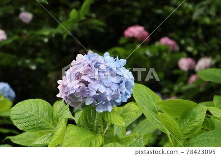 hydrangea   78423095