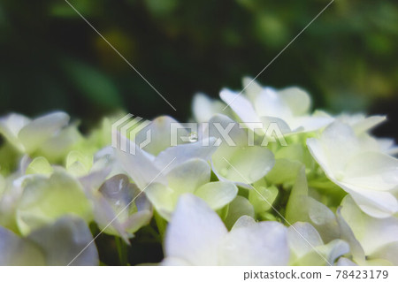 Hydrangea and water droplets Hydrangea and water droplets 78423179