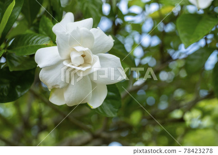Gardenia flowers in early summer 78423278