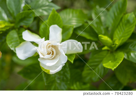 Gardenia flowers in early summer 78423280